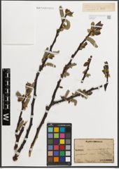 Foto von Salix L.